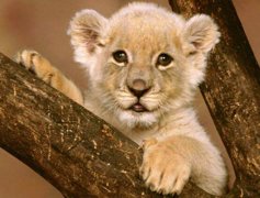 <strong><font color='#FF0000'>世界上最小的狮子，索马里狮（刚出生仅</font></strong>